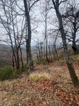 İznik Candarlı Mahallesinde 5.500 M2 Tarla