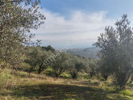 ▀▄tek Yetkili Artı Emlak'tan Kızılkeçili'de Satılık 4041 M2 Zeytinlik