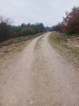 Manisa Üçpınarda 9 Dönüm Zeytinli Tarla 7 Milyon Tl Pazarlıklı