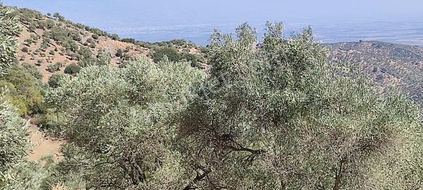 Koçarlı Tığlılarda Zeytin Bahçesi