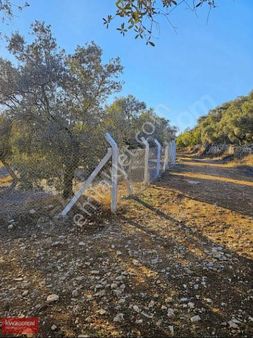 Yol Su Elektrik Var Satılık Tarla Bodrum'a 15 Dk