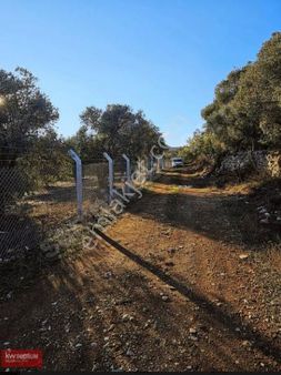Yol Su Elektrik Var Satılık Tarla Bodrum'a 15 Dk