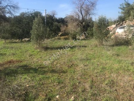 Ebrar&can'dan Söğüt 1700 Metrekare Yerleşim Alanında