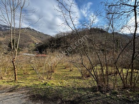 Köprücek Mahallesinde Satılık 3.169 M² Fındık Bahçesi