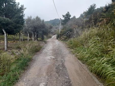 Satılık Zeytin Bahçesi