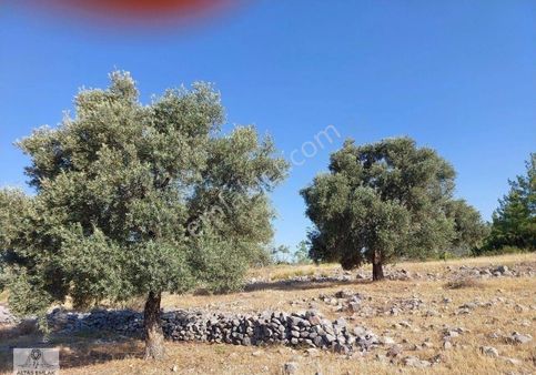 Milas Kalınağılda 3800m2 Satılık Zeytinlik