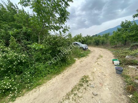 Kaçmaz Emlak Kestel Babasultan Köy Satılık Meyve Bahçesi Arazi