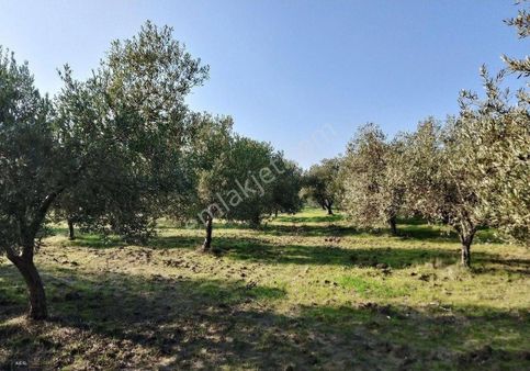 Manisa Saruhanlı Sarıçam Da Satılık Zeytinlik 13000 M2