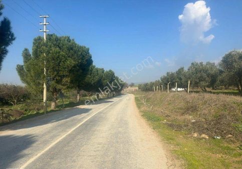 Manisa Turgutluda 5000m2 Asfalt Cepheli Zeytinlik