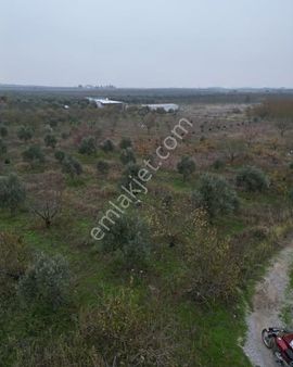 Kemalpaşa Bağyurdu'nda 6100 M2 Satılık Bahçe