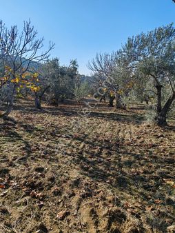 ▀▄tek Yetkili Artı Emlak'tan Yaylaönü Mevkiinde Satılık 3201 M2 Zeytinlik