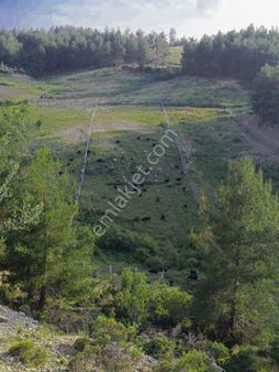 Taşağıl Satılık Fırsat Tarla