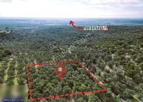 Ayvalık Üçkabaagaç Mah Bakımlı Zeytinlik