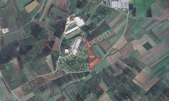 İzmir Dikili Çandarlı Malkaya Mevki Satılık 46.556,68 M2 Tarla