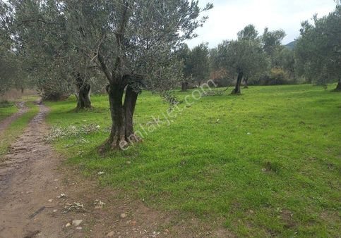 Mantıklı Takasa Açık Akcay Işıkhan Emlaktan Havranda Balıkesir Ana Yolo Cephe Döner Kavşak Karşısı