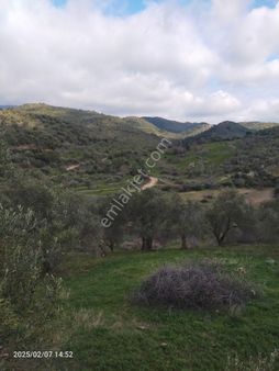 Saadet Korkmaz Emlak'tan Dikili Yenice Köyünde Satılık 21 Dönüm Zeytinlik