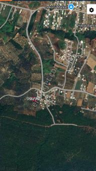 Bursa Mudanya Mesudiye Satılık Zeytinlik Tarla