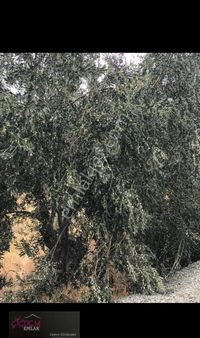 Bergama- Kurtuluş Mahallesinde Satılık Zeytinlik