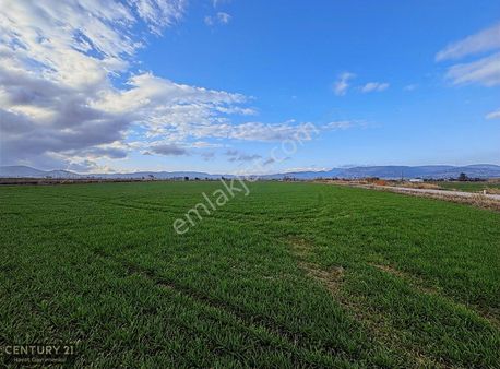 Foça Gerenköy'de Yol Kenarında Satılık 6304 M2 Tarla