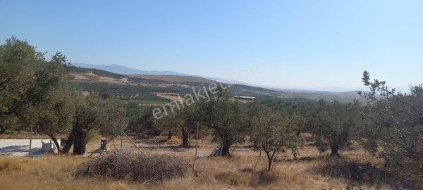 İzmir Foça Gerenköy'de Paylı Mülkiyetli 850 M2 Zeytinlik