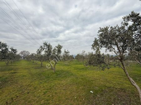 Torbalı Arslanlar Köyünde 3000m2 Tek Tapu Zeytinlik