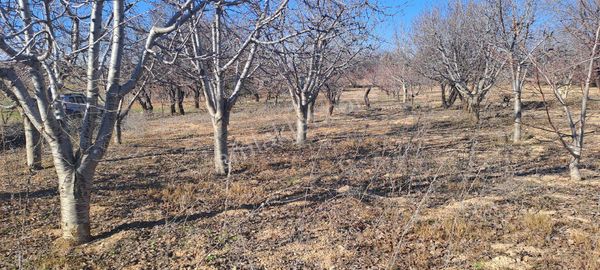 Konya Seydişehir Akçalar Da 850 Mcevız Kayısı Kiraz Tarlası Yola