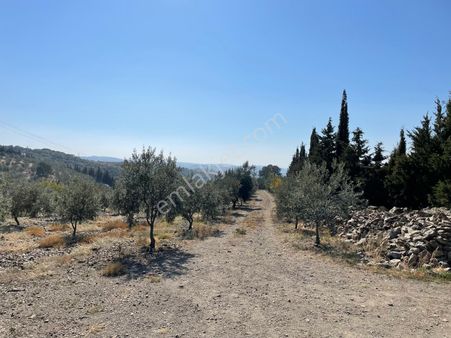 Seferıhısar Gölcük'te Muhteşem Denız Manzaralı Satılık Çıftlık