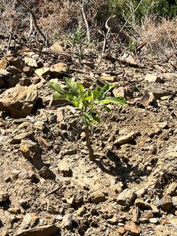 Egelimden Başaranda Mükemmel Konumda 12 Dönüm Fırsat Satılık Zeytin Ve İncir Bahçesi