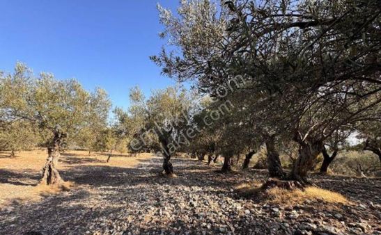 Saruhanlı Büyük Belen Mh Satılık 2.250m2 Zeytinlik Köy İçinde Yolu Var