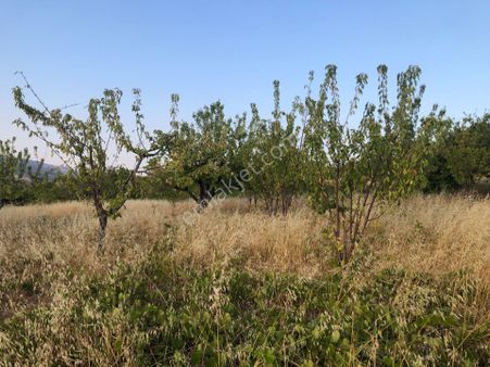 Şarköy De Işık Emlaktan Çınarlı Mah De 2670 M2 Kirazlık.