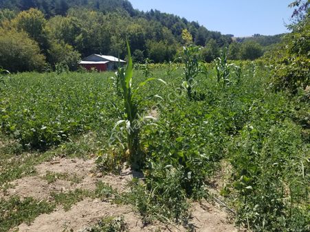 Bursa İznik Sansarak Mahalleinde Yatırımlık Harika Yer