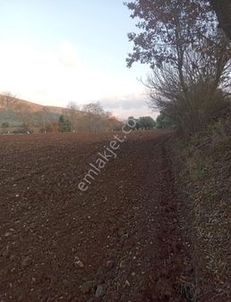 Muğla Yatağan Da İçinde Kargir Evi Olan Zeytinli Tarla