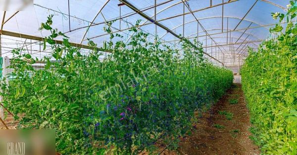 Serik, Kuşlar'da Satılık 12,7 Dönüm Arazi Ve Sera