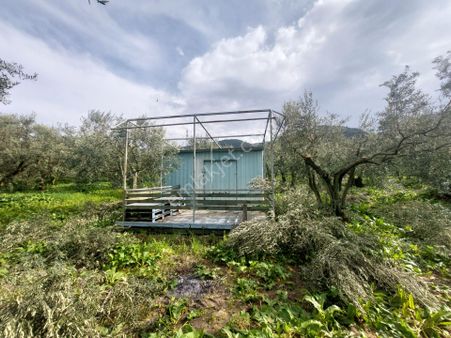 C21 Cius; Gençali 2305 M2 Satılık Hisseli Zeytinlik