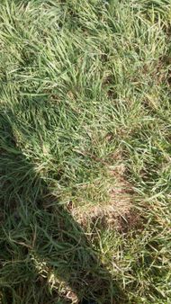 Çatalca Muratbeyde 18000m Satılık Yatırımlık Düşeş Arsa No:39