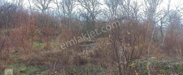 Bilecik Gölpazarı Karaağaç Mahallesinde Satılık Bahçe