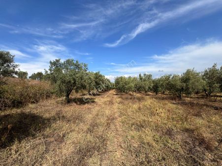 Kapital'den Mudanya Söğütpınar'da Müstakil Tapu 2702m2 Zeytinlik