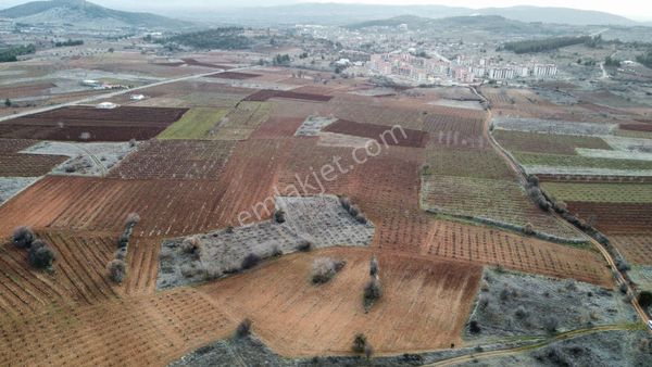 Erkuş Gyodan Bekilli Fırsat Cevizlik