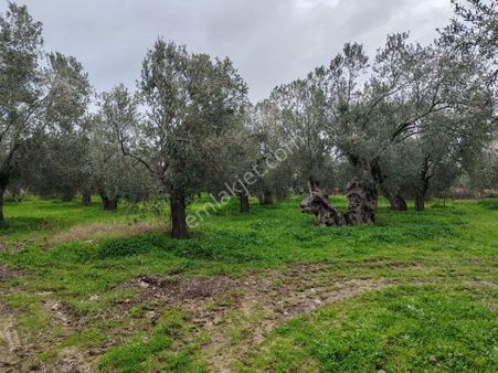 ▀▄tek Yetkili Artı Emlak'tan Havran Tekke'de Satılık 4241 M2 Zeytinlik
