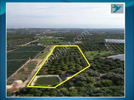 Mersin Erdemli'de Deniz Manzaralı Satılık Limon Bahçesi