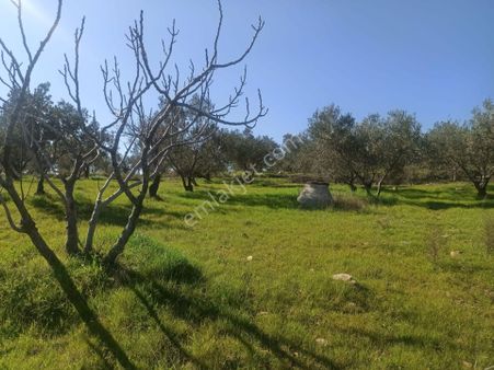 ▀▄artı Emlak'tan Edremit Hacıarslanlar'da Satılık 11155 M2 Zeytinlik