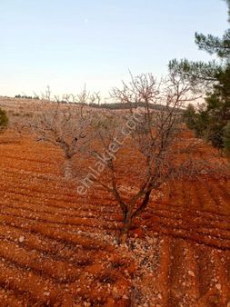 Oğuzeli Kurtuluş Mahallesi'nde Bağ- Bahçe