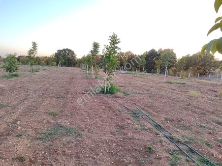 Lüleburgaz Ceylanköy'de Satılık 8.970 M2 Modern Ceviz Bahçesi