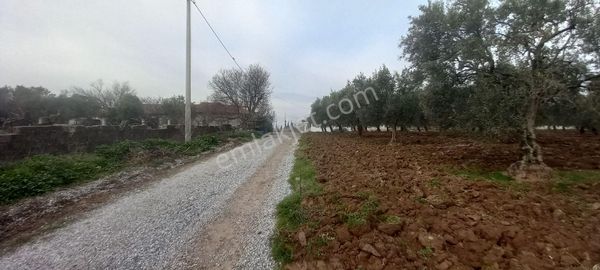 Akhisar Doğuca Da Satılık 1.050 M2 Dubleks İmarlı Arsalar 3.995.000 Tl