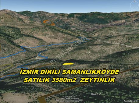 İzmir Dikili Samanlıkköyde Acil Satılık 3578m2 Zeytinlik