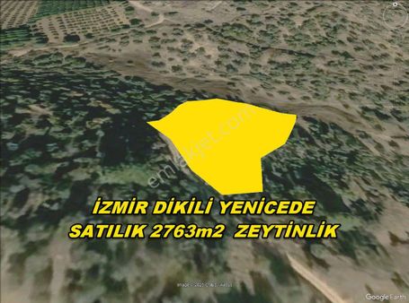 İzmir Dikili Yenice,de Acil Satılık 2763m2 Zeytinlik
