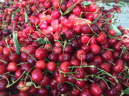 Satılık Aşağıyakacık 6.5önüm