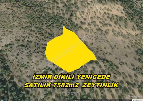 İzmir Dikili Yenice,de Acil Satılık 7580m2 Zeytinlik