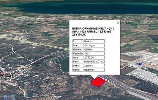 Orhangazi Çeltikçi'de Göl Manzaralı Yola Cephe Zeytinlik