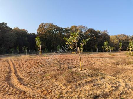 Kelepir...ceylanköy'de Satılık 6.615 M2 Modern Ceviz Bahçesi